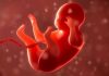 Pro-life doctor in South Africa fired for calling a fetus a human being